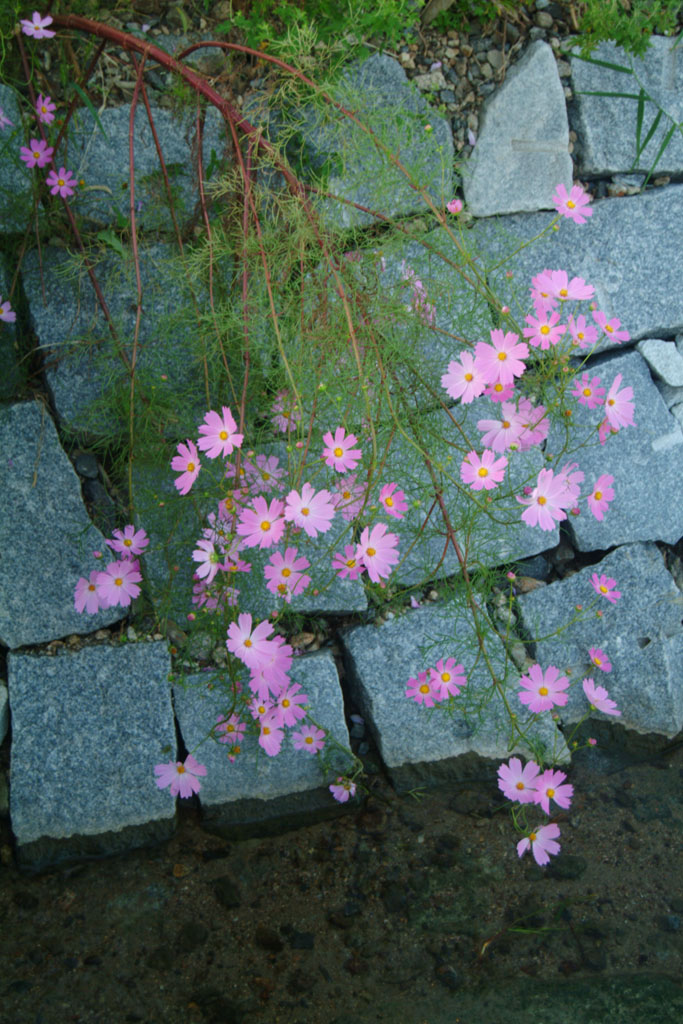 코스모스 - Browallia speciosa, Cosmos bipinnatus