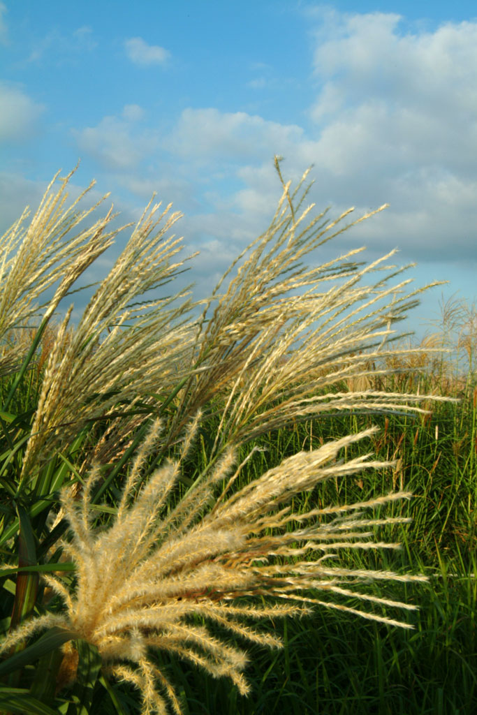 억새 - peder, Miscanthus sinensis var. purpurascens (Andersson) Rendle