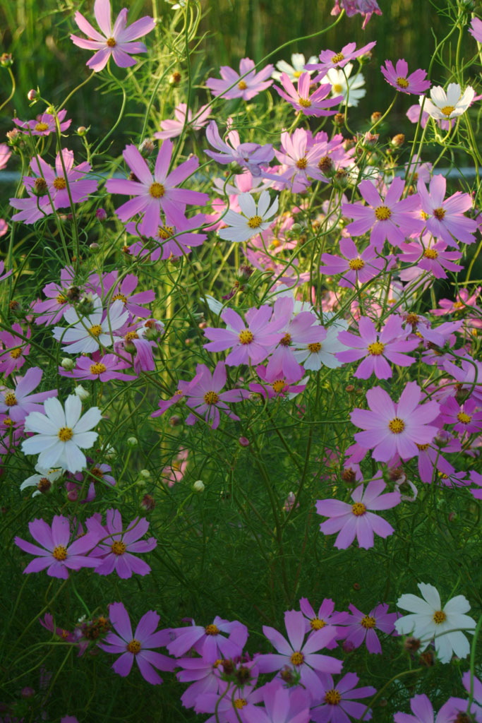 코스모스 - Browallia speciosa, Cosmos bipinnatus