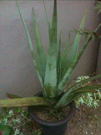 알로에 베라 사진 - Aloe vera Photos
