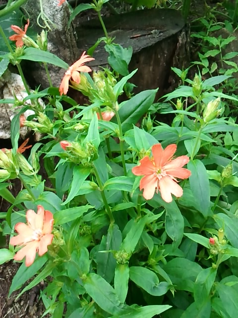 동자꽃 - Lychnis cognata
