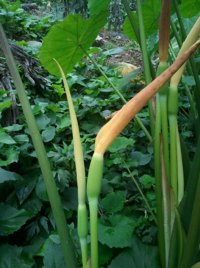 토란 - Colocasia esculenta (L.) Schott
