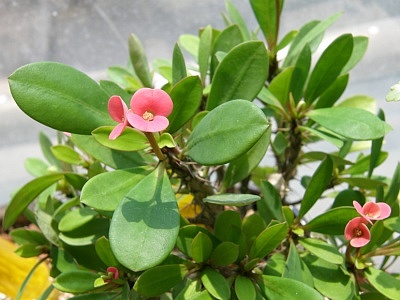 꽃기린 사진 - Euphorbia milii var. splenden Photos