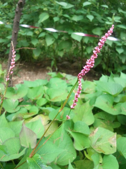 장대여뀌 - Persicaria posumbu var. laxiflora