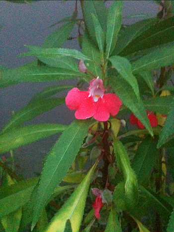 봉선화 사진 - Impatiens balsamina L. Photos