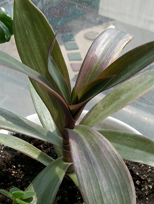 자주만년초 사진 - Tradescantis spathacea Vittata Photos