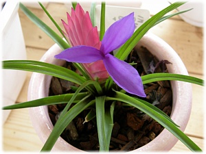 틸란디시아 사진 - Tillandsia bergeri Photos