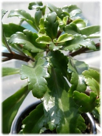엔젤렘프 사진 - Kalanchoe uniflora ‘Angel lamp‘ Photos