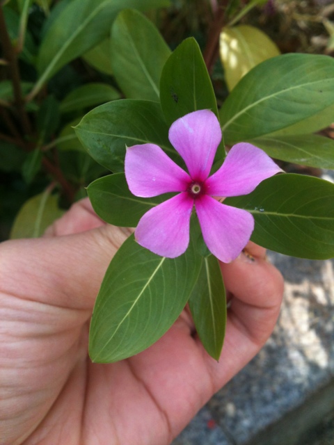 일일초 - Madagacar periwinkle, Catharanthus roseus G. Don (Vinca rosea L.)
