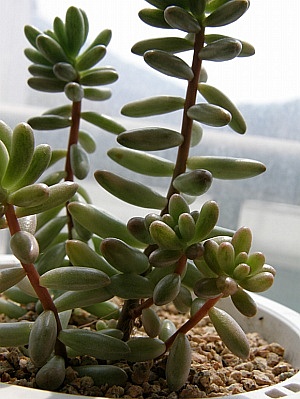 오로라 사진 - Sedum Rubrotinctum cv. Aurora Photos