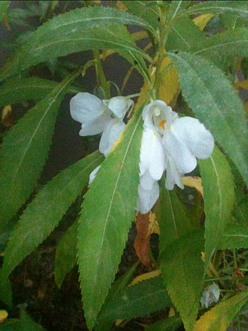 봉선화 사진 - Impatiens balsamina L. Photos