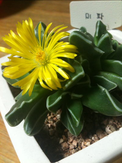 미파 - Faucaria bosscheana