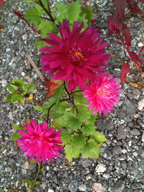 과꽃 - Callistephus chinensis
