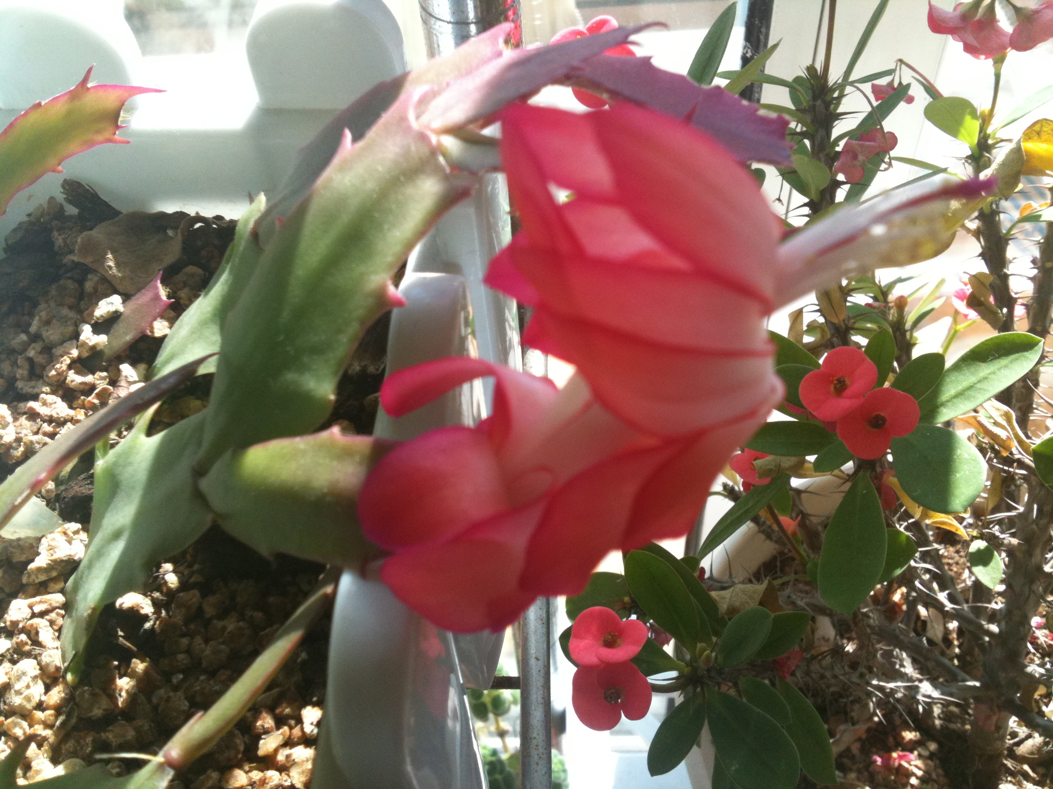 게발선인장 - Christmas cactus, Schlumbergera spp.