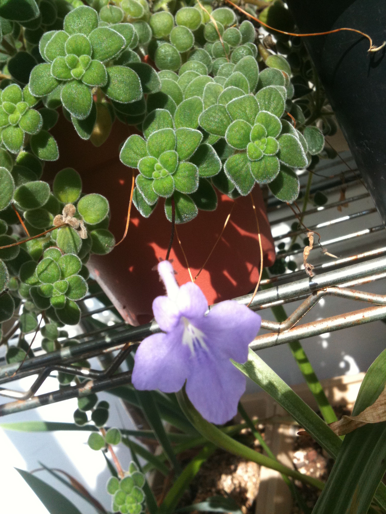 바위바이올렛 - Nodding Violet, Streptocarpus caulescens