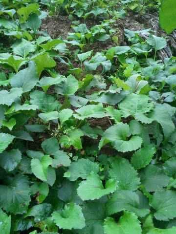 참취 사진 - Aster scaber Thunb. Photos