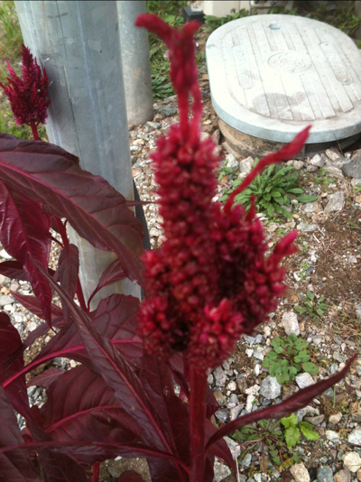 맨드라미 사진 - Celosia cristata L. Photos