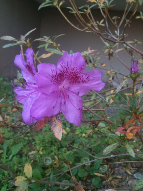 철쭉 - Deciduous Azalea, Rhododendron schlippenbachii Maxim.