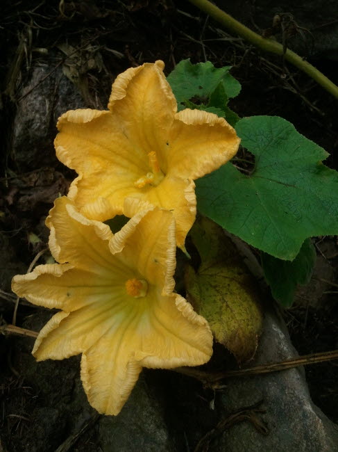 호박 - squash, Cucurbita moschata Duchesne