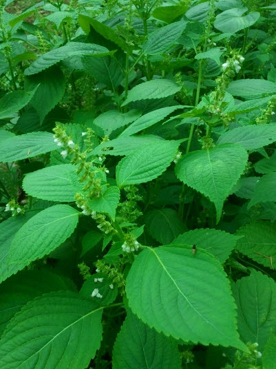 들깨 - Perilla frutescens (L.) Britton