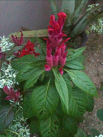 맨드라미 - Cockscomb, Celosia cristata L.