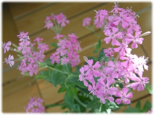 끈끈이대나물 - Silene armeria