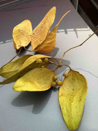 벽오동 - green pauwlonia, Firmiana simplex (L.) W.F.Wight