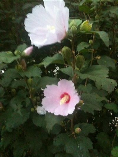 무궁화 사진 - Hibiscus syriacus L. Photos