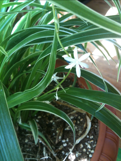 나비난초 사진 - Ponerorchis graminifolia Rchb. f. Photos