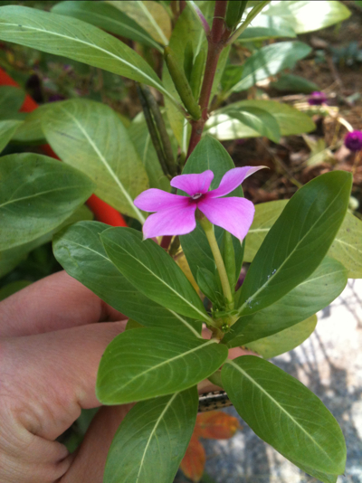 일일초 사진 - Catharanthus roseus G. Don (Vinca rosea L.) Photos