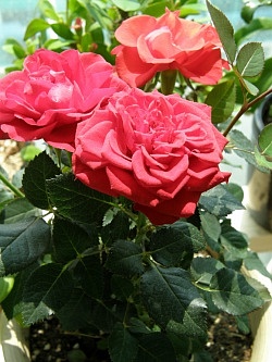 장미 - Rose, Rosa hybrida