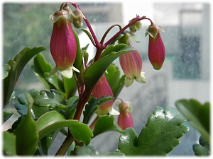 엔젤렘프 사진 - Kalanchoe uniflora ‘Angel lamp‘ Photos
