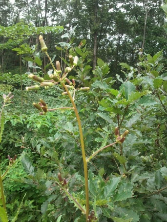 주홍서나물 사진 - Crassocephalum crepidioides Photos