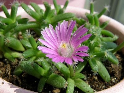 덴섬 - Trichodiadema densum