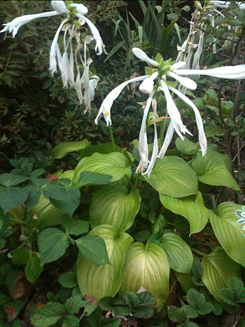 옥잠화 사진 - Hosta plantaginea (Lam.) Aschers. Photos