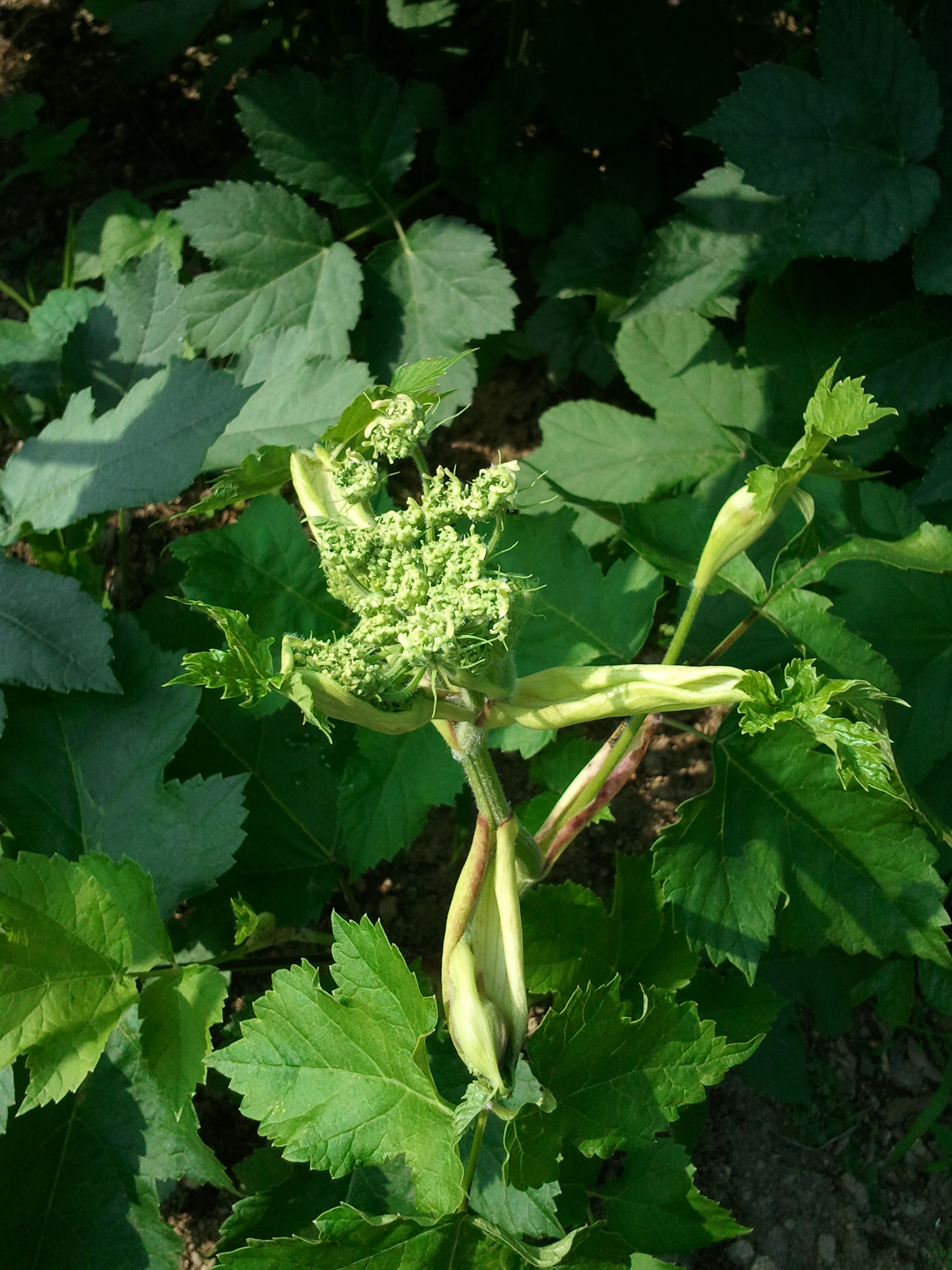 어수리 - Heracleum moellendorffii Hance