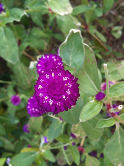 천일홍 - Globe Amaranth, Gomphrena globosa L.