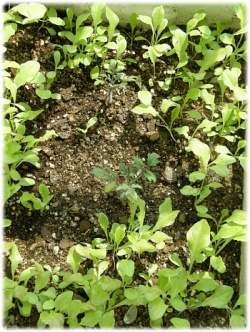 토마토 사진 - Lycopersicon esculentum Mill. Photos