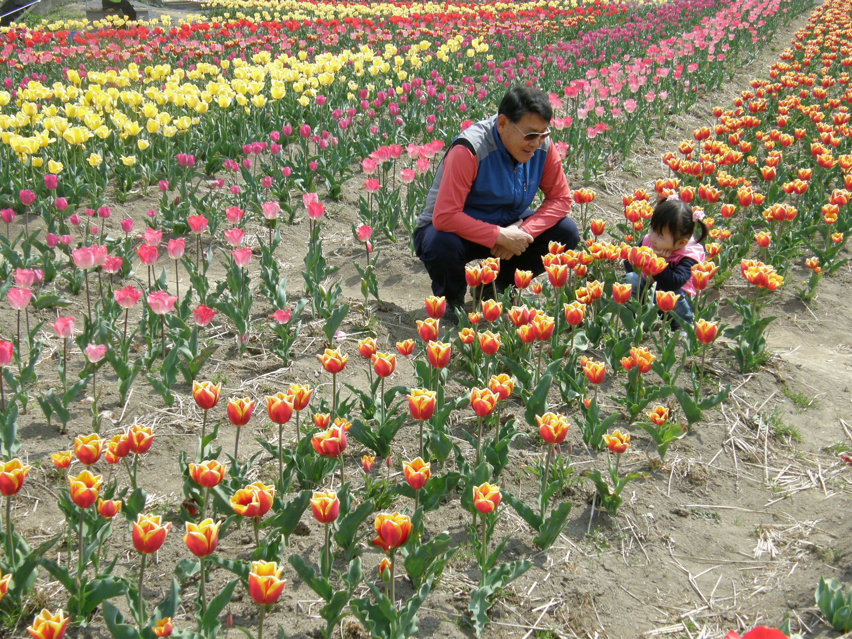 튤립 - Tulip, Tulipa gesneriana