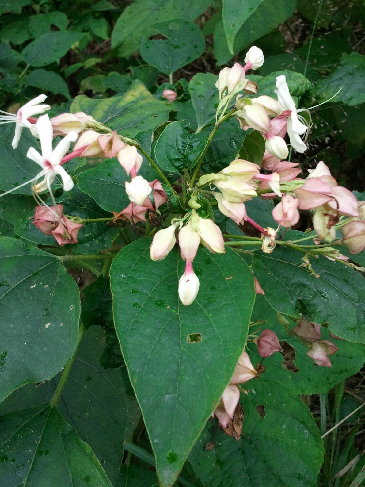 누리장나무 - Harlequin Glorybower, Clerodendrum trichotomum
