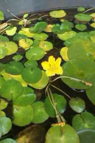 어리연꽃 사진 - Nymphoides indica (L.) Kuntze Photos