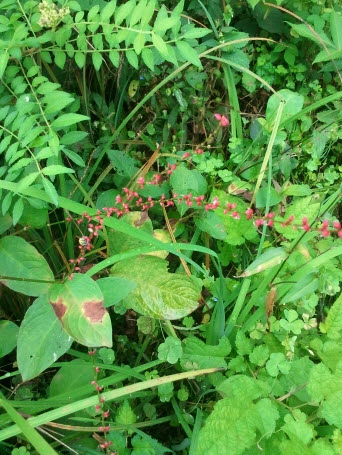이삭여뀌 사진 - Persicaria filiformis (Thunb.) Nakai ex Mori Photos