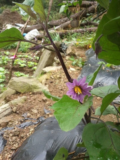 가지 - Solanum melongena L.