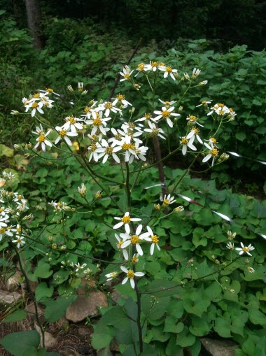 참취 사진 - Aster scaber Thunb. Photos