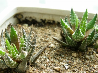 십이지권 사진 - Haworthia fasciata (Willd) Haw. Photos