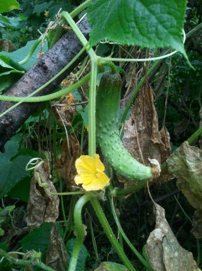 오이 - Cucumis sativus L.