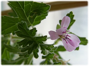 로즈제라늄 사진 - Pelargonium graveolens Photos