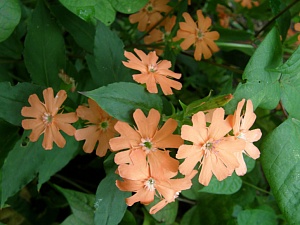 동자꽃 사진 - Lychnis cognata Photos