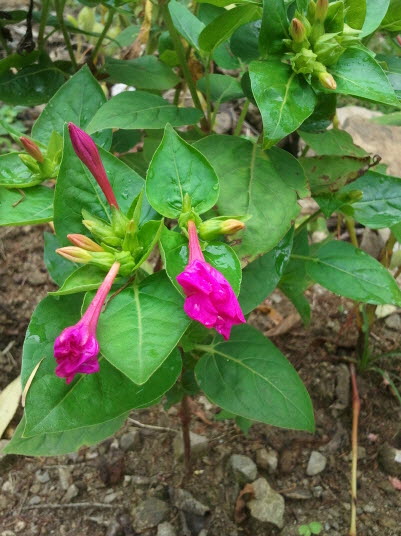 분꽃 - Mirabilis jalapa L.
