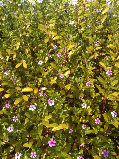 일일초 사진 - Catharanthus roseus G. Don (Vinca rosea L.) Photos